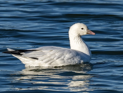 Ross's Goose